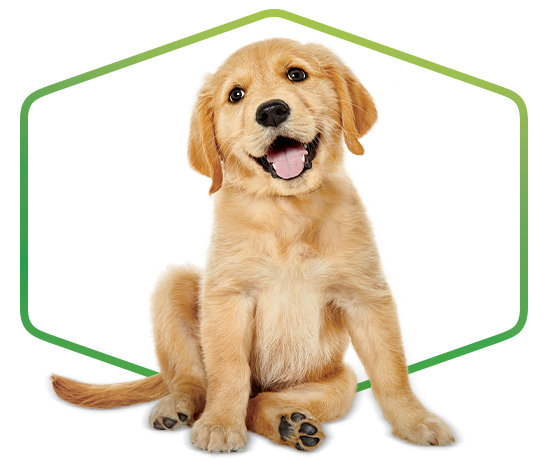 purina-dog-chow-registro