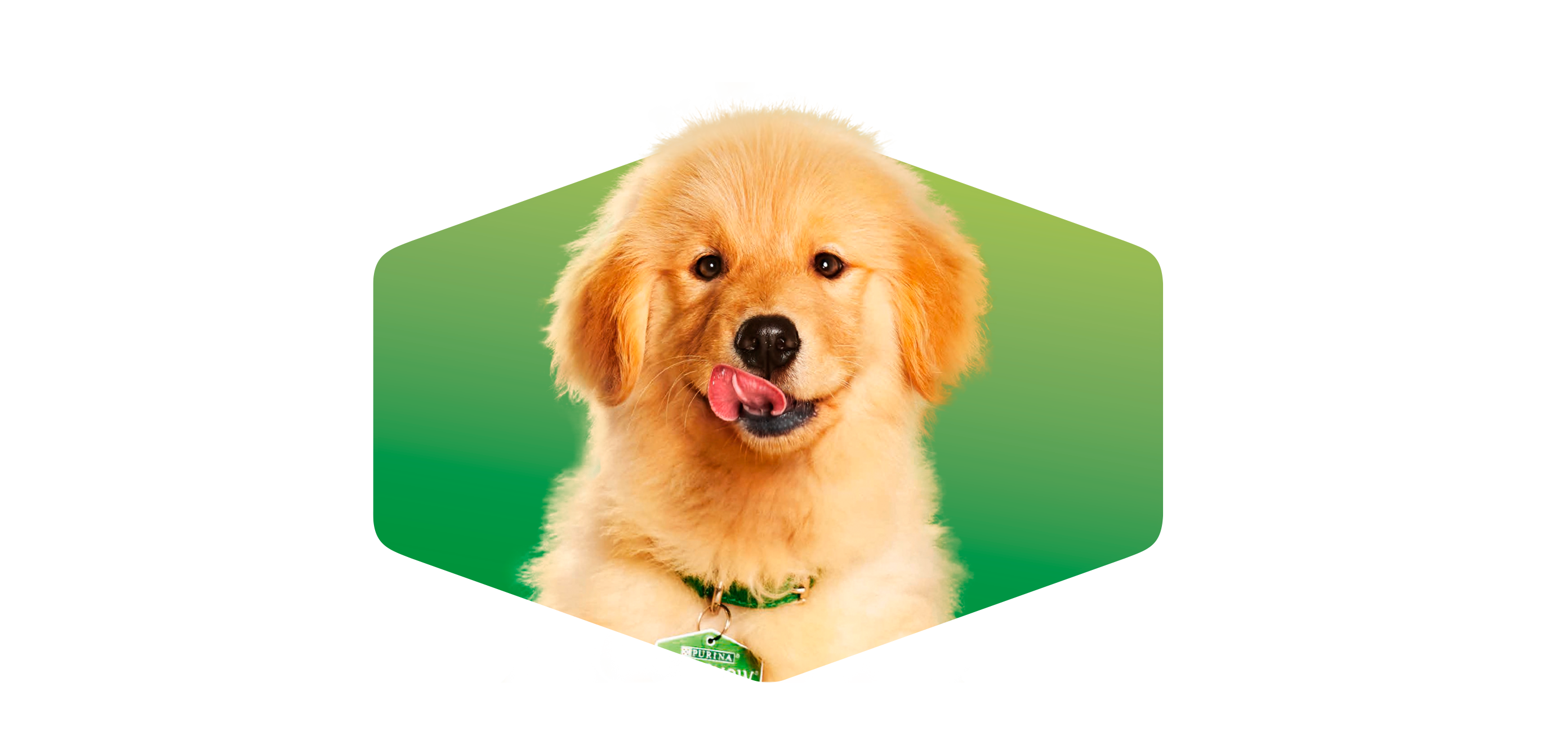 purina-dog-chow-suscripcion-newsletter