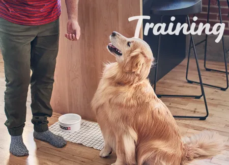 train your dog or cat